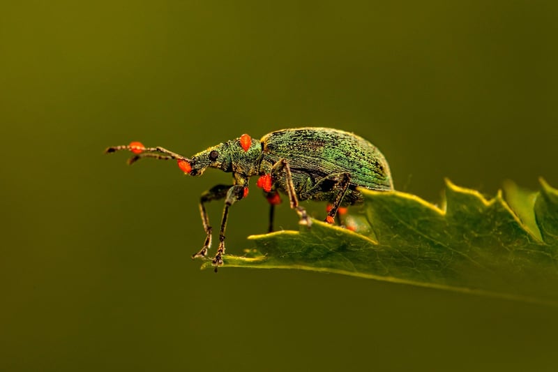 Garden Pest