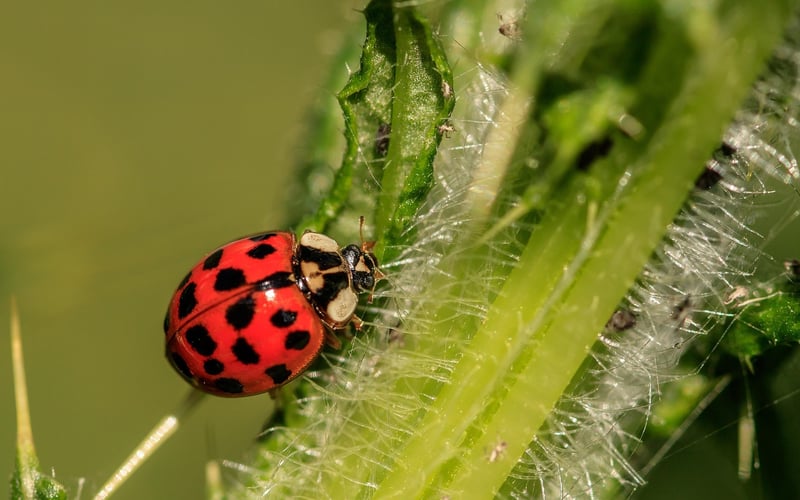 Ladybug